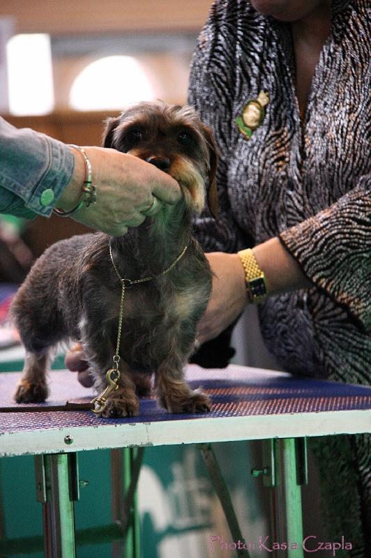 Crufts2011_2 1359.jpg